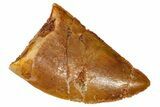 Serrated, Baby Carcharodontosaurus Tooth - Morocco #361038-1